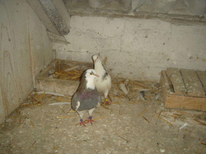DSC00076 - PORUMBEI ROLLER DE BIRMINGHAM