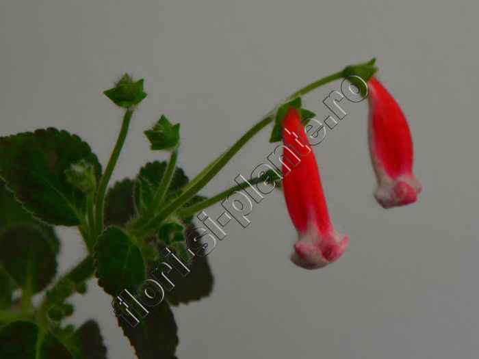 Kohleria Birgitta