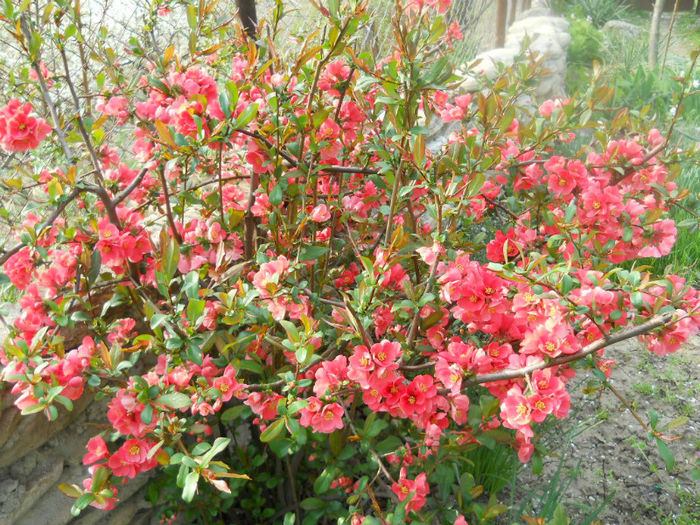 DSCN3981