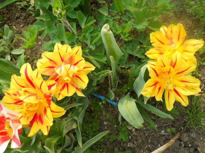 DSCN3985