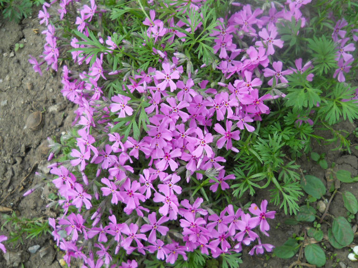 DSCN3986