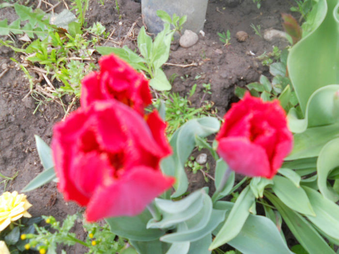 DSCN3990