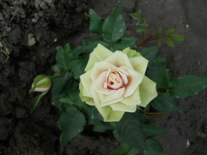 DSCN3994