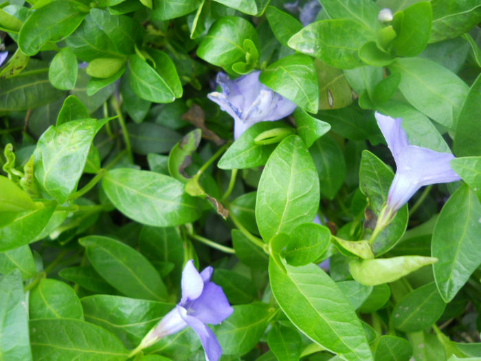 DSCN3996