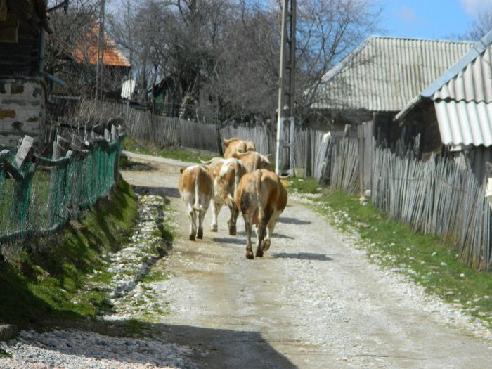 .....comuna Batrana Hd