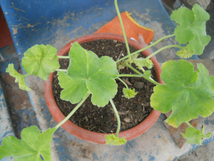 DSCN4014