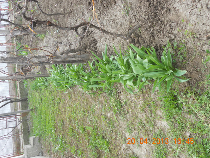 Sir lalele galbene - Oituz 2013