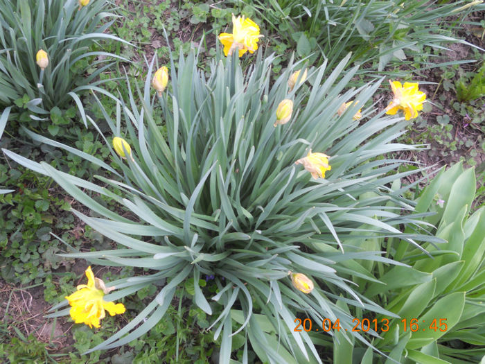 Narcise galbene batute - Oituz 2013