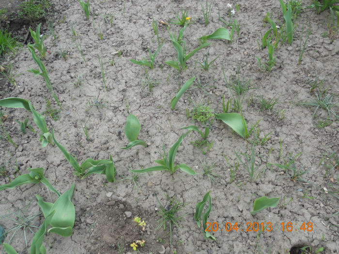 Amestec de flori - Oituz 2013