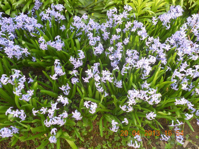 Zambile - Oituz 2013