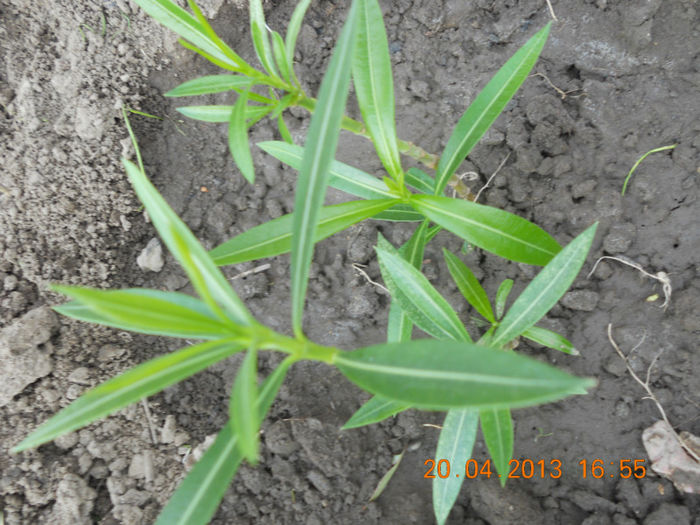 .....plantat in gradina! - Oituz 2013