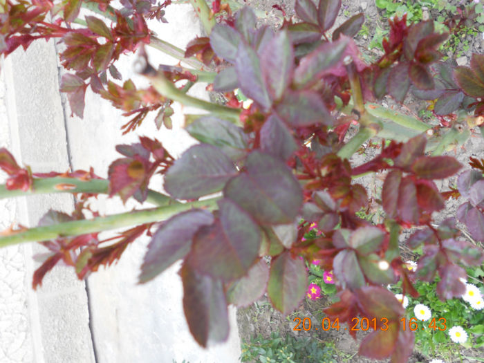 DSCN2955