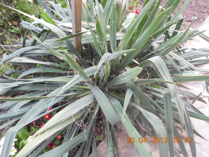 DSCN2960