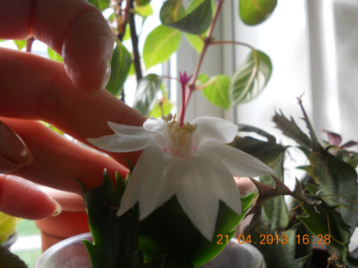 DSCN3001 - Schlumbergera 2012-2013