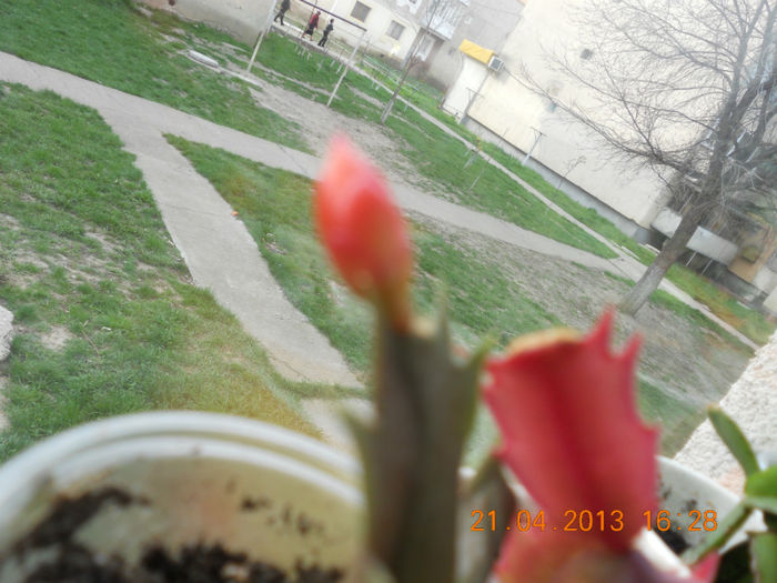 DSCN3002 - Schlumbergera 2012-2013
