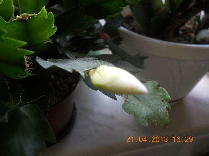 DSCN3006 - Schlumbergera 2012-2013