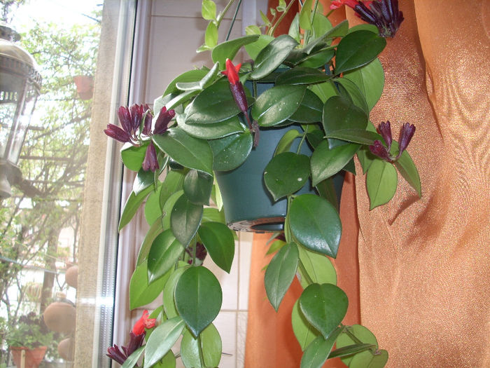 aeschynanthus