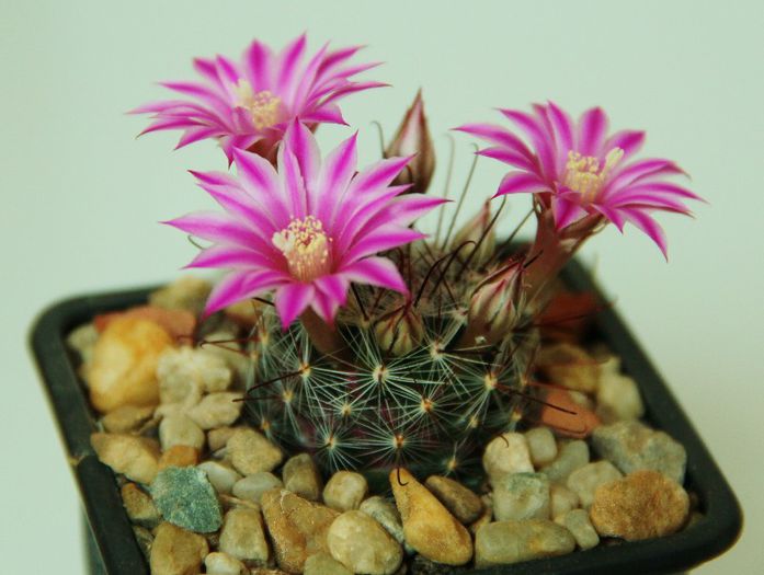 Mammillaria longiflora - Mammillaria longiflora