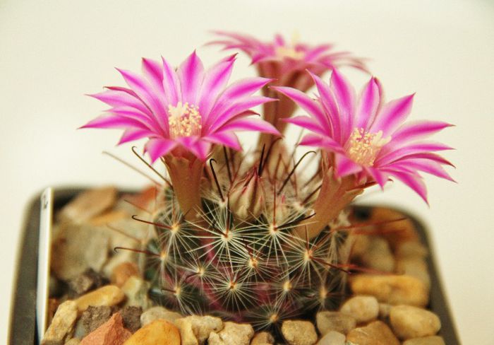 Mammillaria longiflora - Mammillaria longiflora