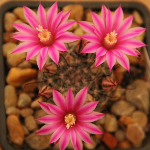 Mammillaria longiflora - Mammillaria longiflora