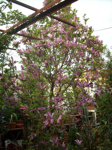 381; magnolia din pacate ploaia si vantul a cam scuturat-o
