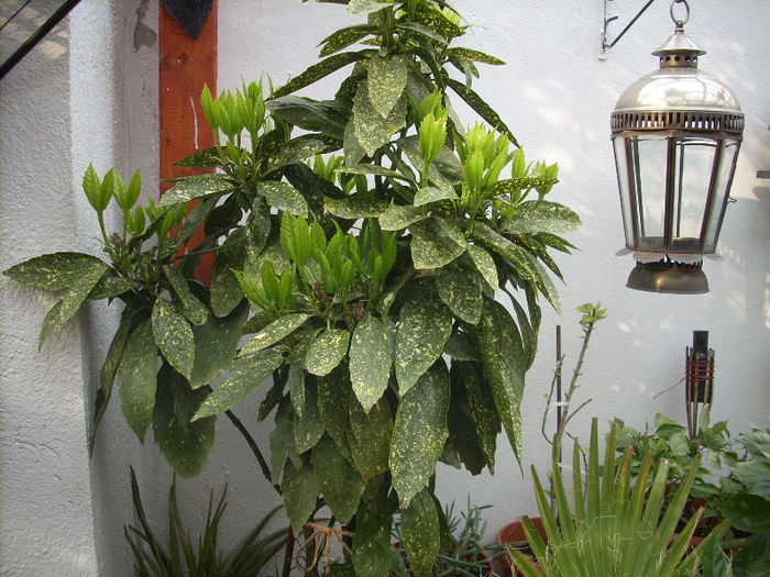 390; aucuba japonica inflorita..
