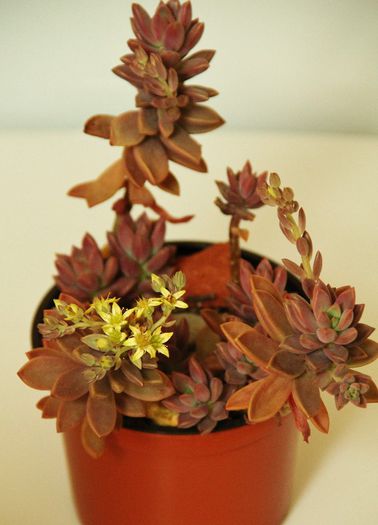 Graptosedum bronze