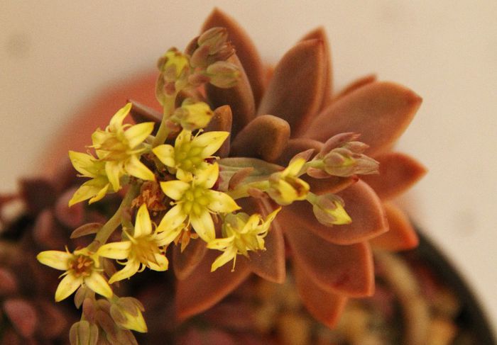 Graptosedum bronze - Graptosedum x bronze