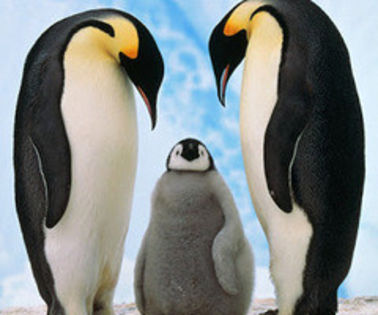  - Pinguini
