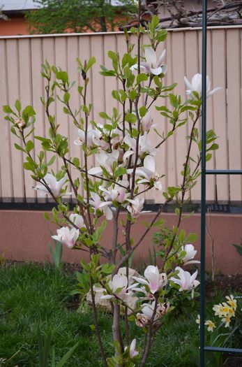 DSC_0761 - 1Magnolia soulangiana 2013