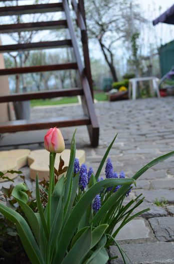 DSC_0755 - 1Gradina mult visata