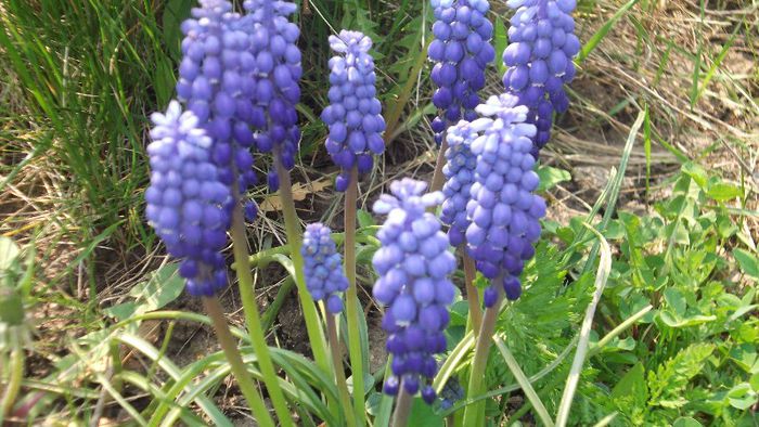 DSCF3421 - Gradinuta mea