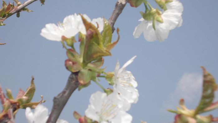 DSCF3422 - Gradinuta mea