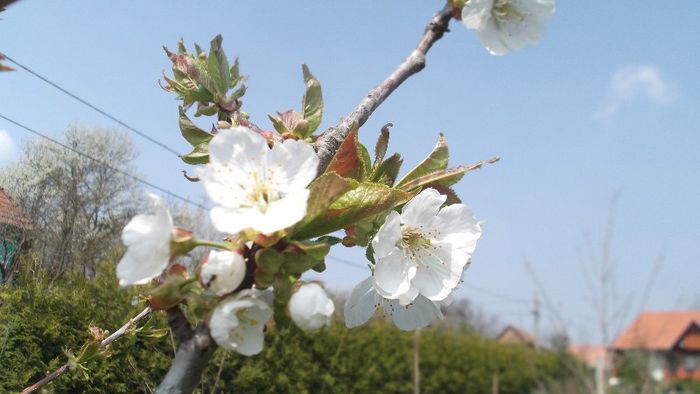 DSCF3423 - Gradinuta mea