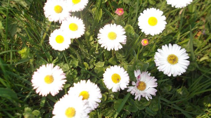 DSCF3424 - Gradinuta mea