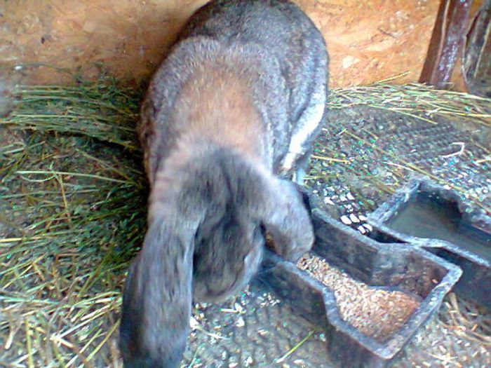 Fotografie0396 - femela berbec agouti 1