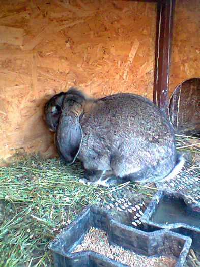 Fotografie0398 - femela berbec agouti 1