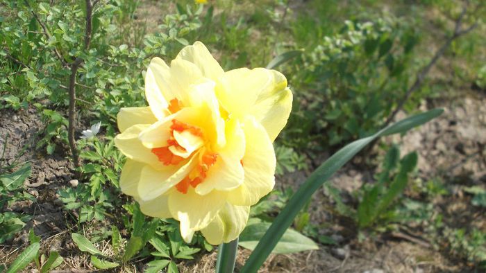 DSCF3428 - Gradinuta mea