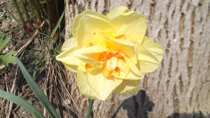 DSCF3430 - Gradinuta mea