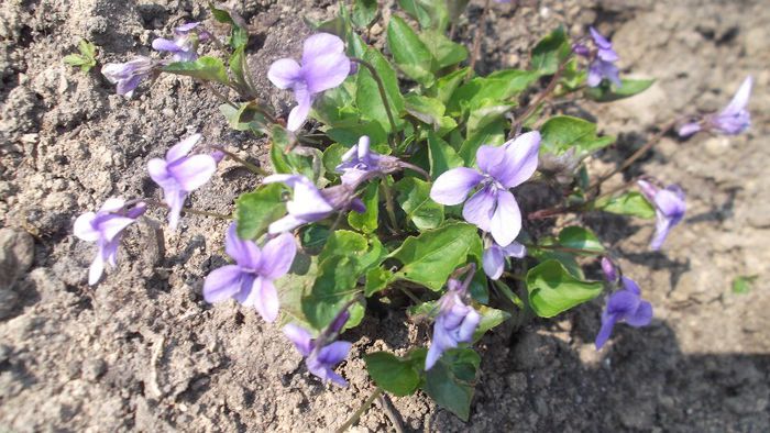 DSCF3431 - Gradinuta mea