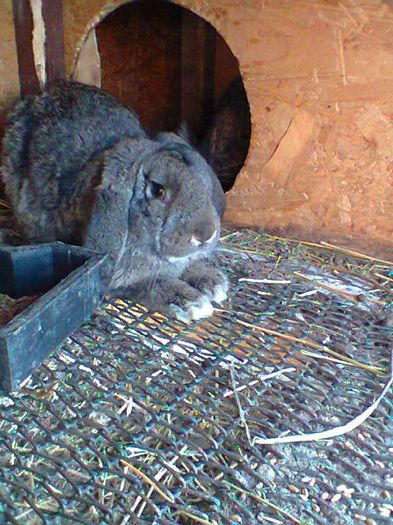 Fotografie0407 - femele berbec agouti