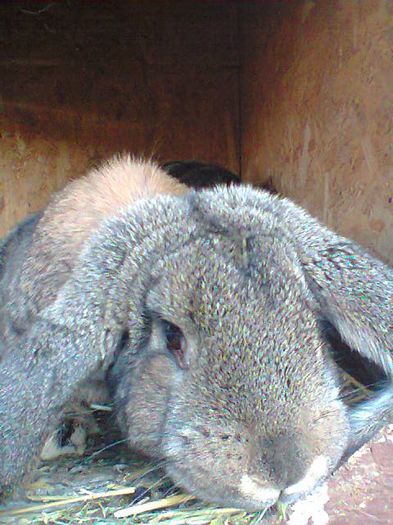 Fotografie0408 - femele berbec agouti