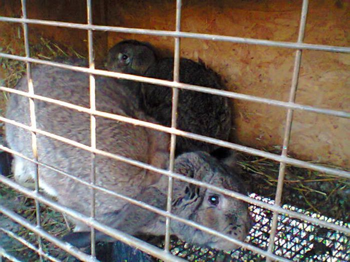 Fotografie0410 - femele berbec agouti