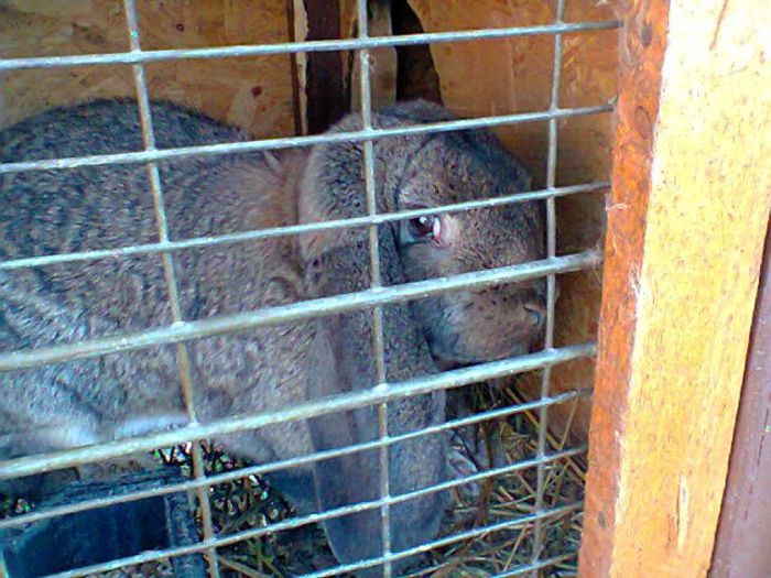 Fotografie0411 - femele berbec agouti