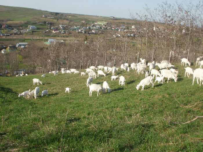 P4070770 - 2013 - Prima iesire la iarba verde cu tot cu iezi