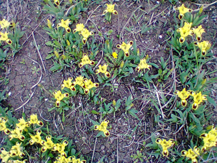 irisi pitici - flori de gradina