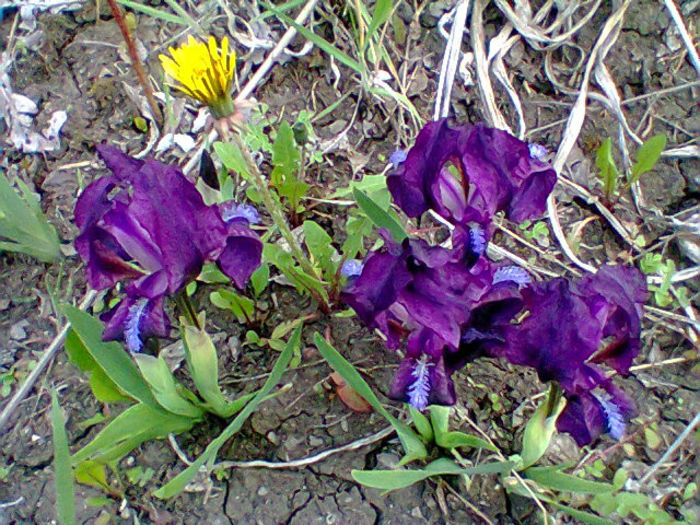 irisi pitici - flori de gradina