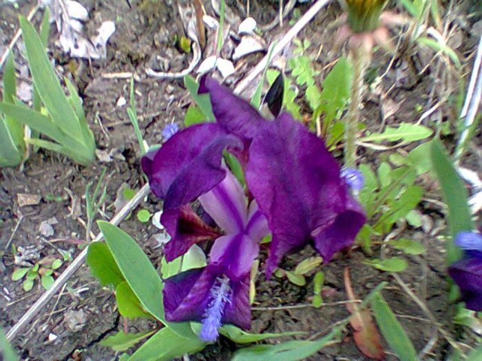 Fotogr.0867 - flori de gradina