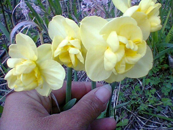 Fotogr.0869 - flori de gradina