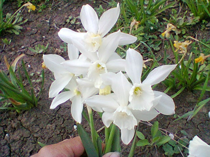 Fotogr.0871 - flori de gradina